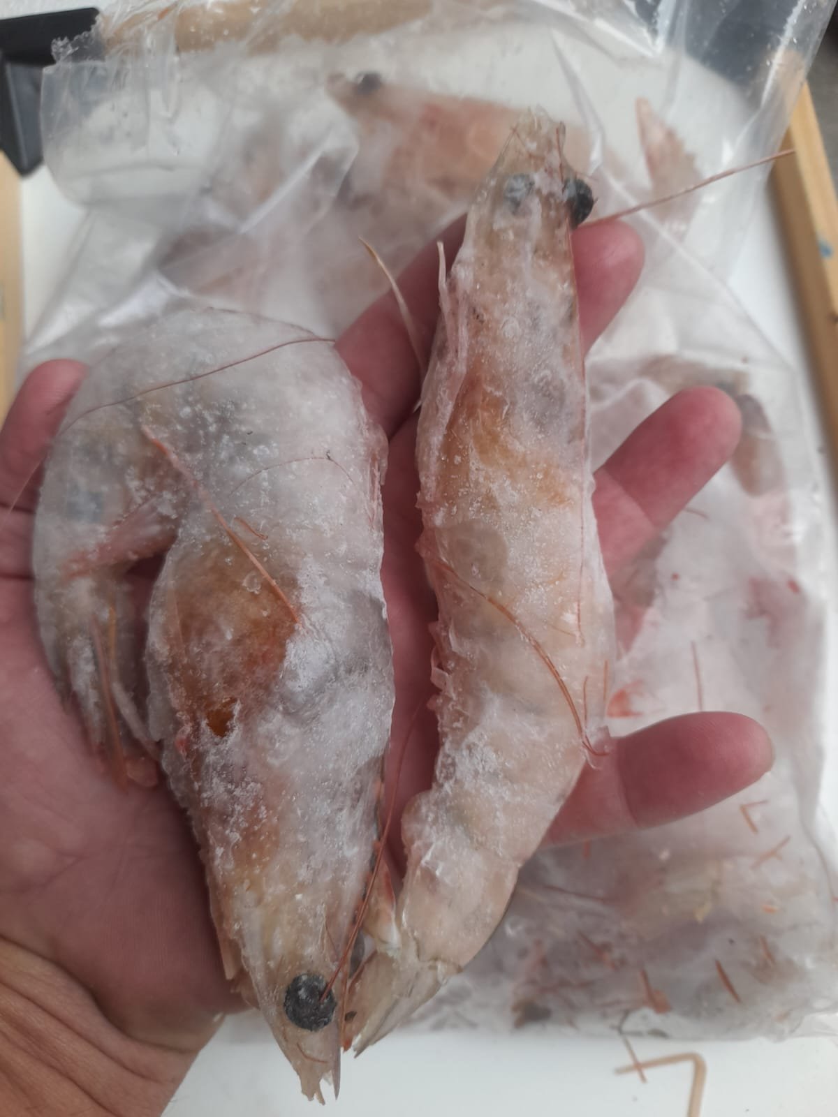 Camarão VG Branco Inteiro Congelado